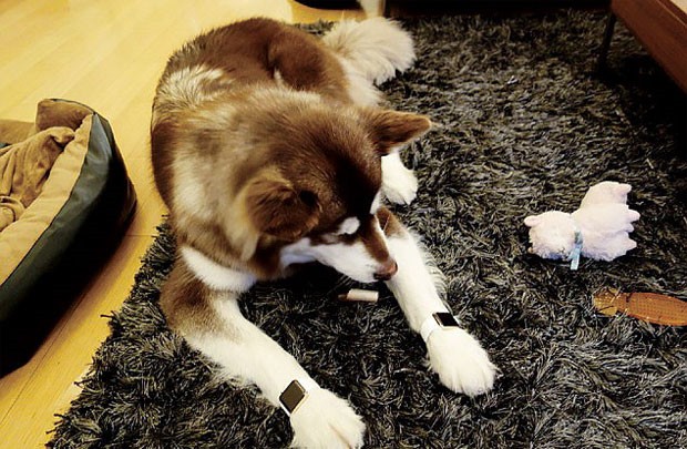 Tầng lớp du học sinh phú nhị đại Trung Quốc đang khuấy đảo nước Mỹ với cuộc sống xa hoa giàu có